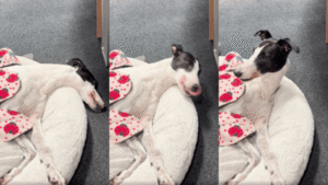 파리 잡으려고 일어나는 건 귀찮아~ 그레이하운드가 파리 잡는 방법?