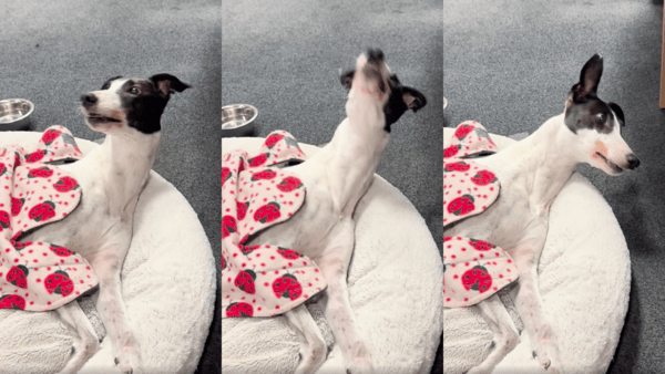 출처 : Reddit / 고개를 들어 입으로 파리를 잡으려는 그레이하운드