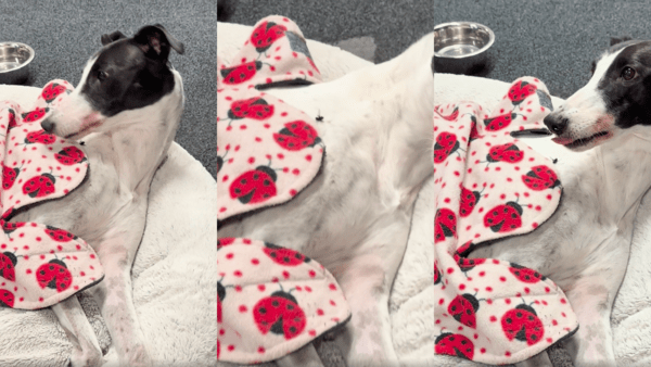 출처 : Reddit / 입으로 잡는 데 성공한 그레이하운드 몸에 붙은 파리