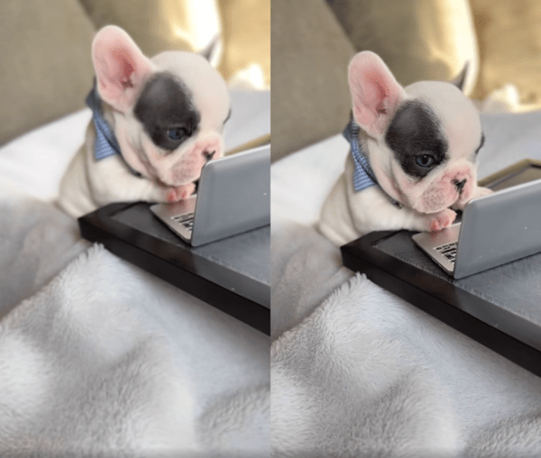 출처 : Reddit / 작은 노트북 앞에 앉아 있는 아기 프렌치 불독