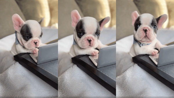 출처 : Reddit / 신입사원같이 모니터를 바라보다 주인을 바라보는 아기 프렌치 불독