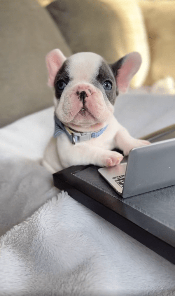 출처 : Reddit / 저는 아무것도 모른다고 말하는 듯한 프렌치 불독