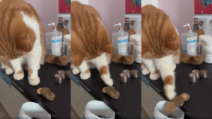 1500원 입금하셨습니다~ 고양이의 깔끔한 은행 업무