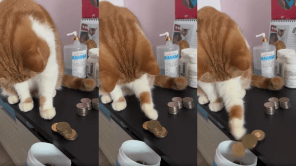 출처 : Reddit / 통 앞에 쌓여있는 동전을 밀어 넣는 고양이