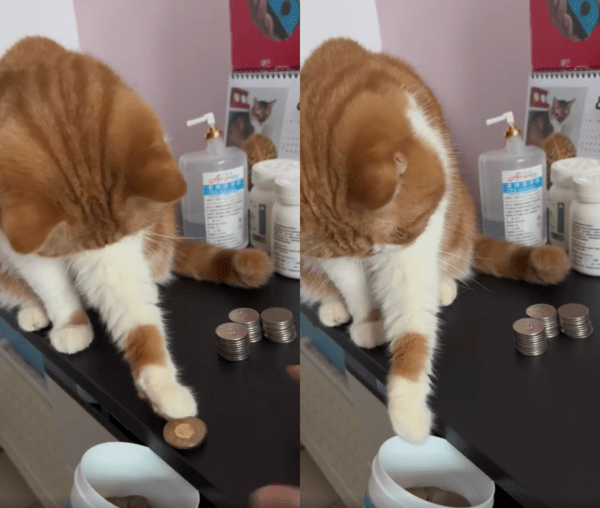 출처 : Reddit / 반복해서 동전 탑을 밀어넣는 고양이