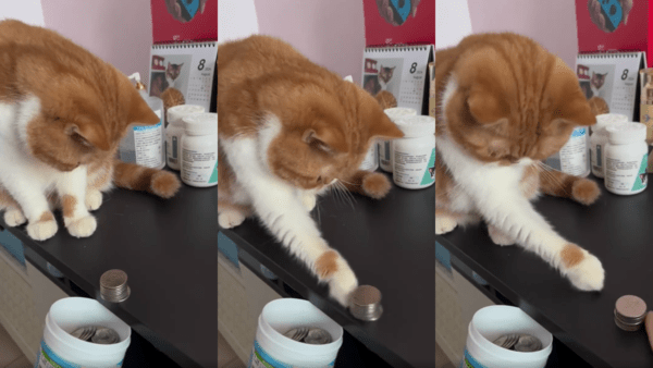 출처 : Reddit / 동전 탑을 주인에게 밀어 보는 고양이