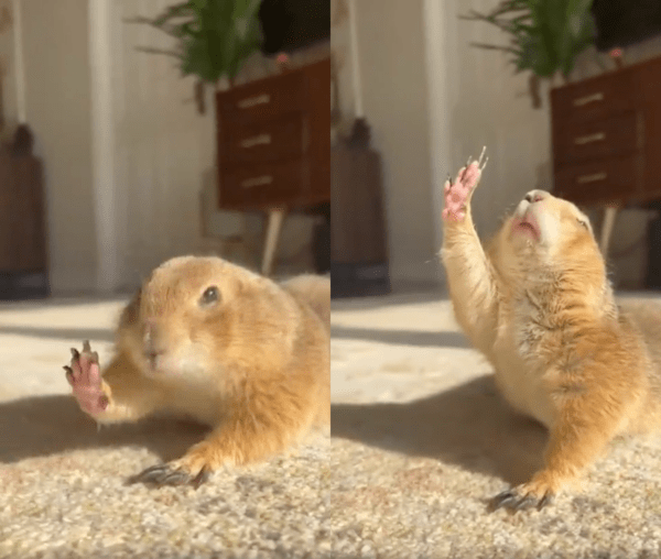 출처 : Reddit / 따스한 햇빛 아래 요가를 하는 듯한 프레리독