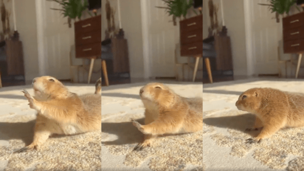 출처 : Reddit / 따스한 햇빛 아래 오른발도 쭉 뻣는 프레리독