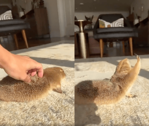 출처 : Reddit / 만져주는 주인 손에 또다시 발을 뻗는 프레리독