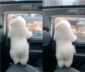 드라이브에 신난 강아지, 엉덩이춤이 절로!