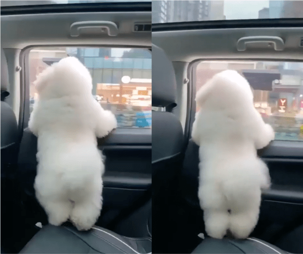 출처: Reddit / 드라이브를 나선 강아지