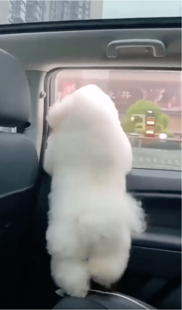 출처: Reddit / 씰룩씰룩 엉덩이춤 추는 강아지