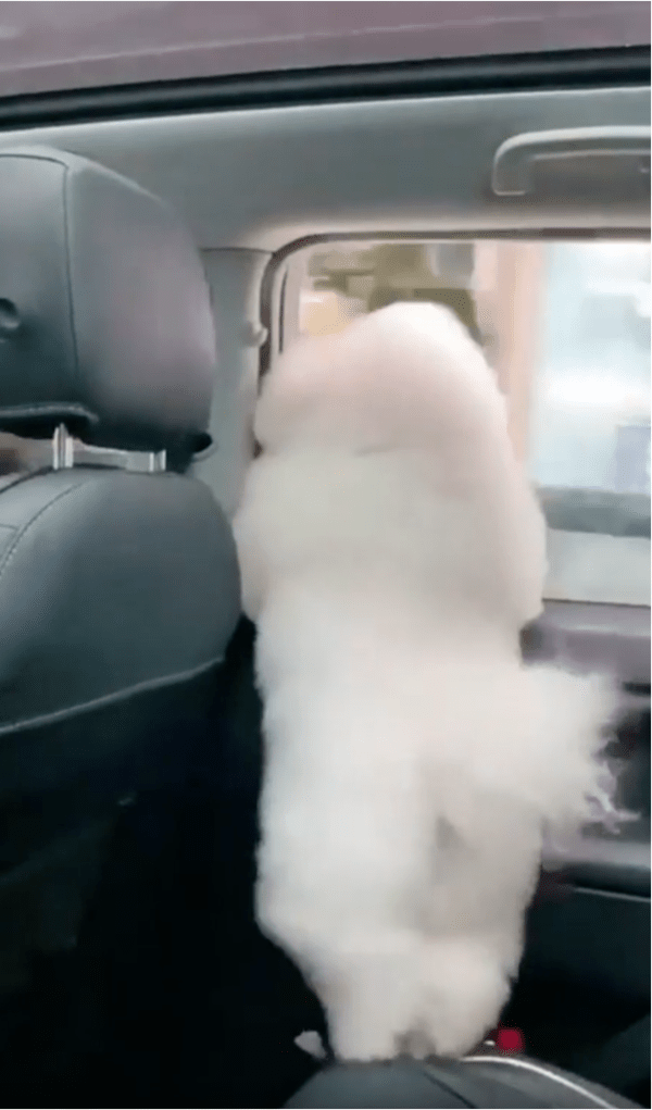 출처: Reddit / '난 드라이브가 정말 좋아!!'