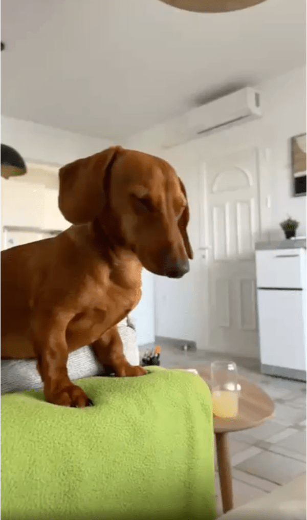 출처: Reddit / 졸고 있는 강아지