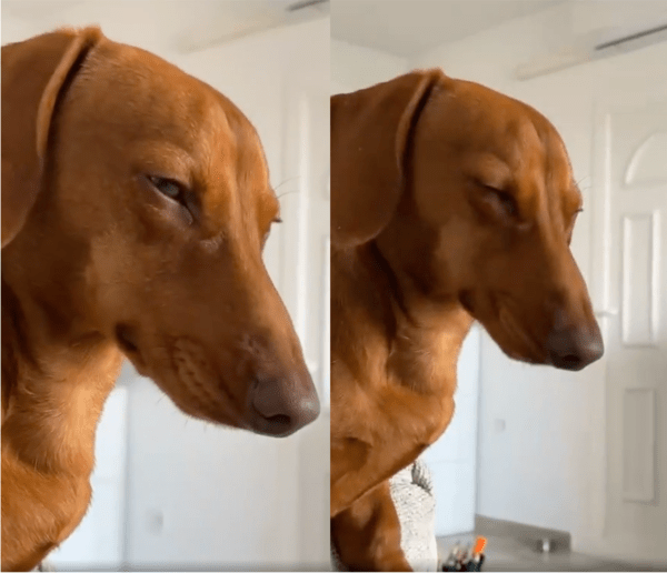 출처: Reddit / 졸리지만 졸음을 참으려는 강아지