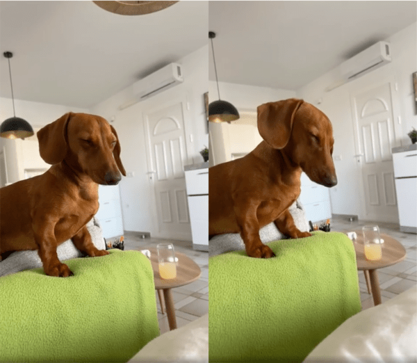 출처: Reddit / 강력한 수마에 자꾸 눈이 감기는 강아지