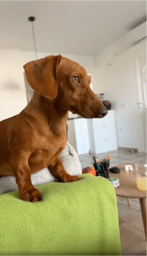 출처: Reddit / '무슨 일 있었어?' 시치미 떼는 강아지