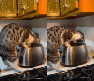 고양이가 토스터 안에서 꺼낸 건? 반전 정체!