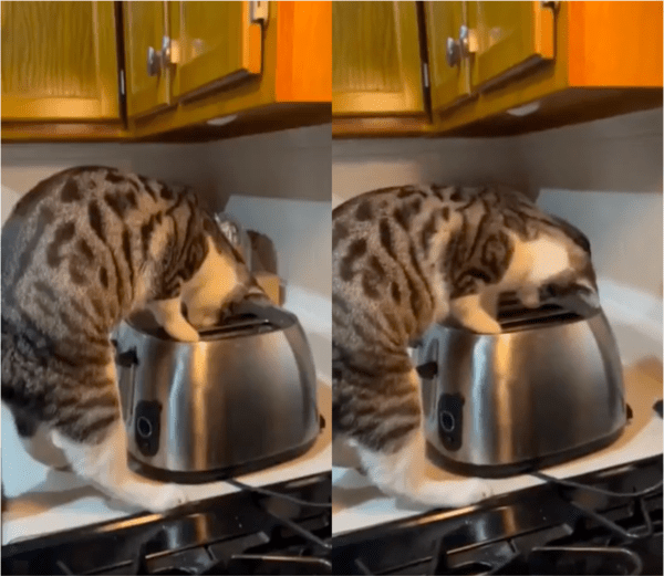 출처: Reddit / 토스터를 뒤지는 고양이