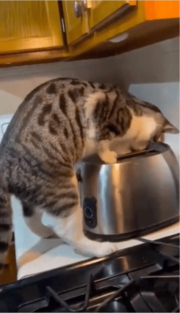 출처: Reddit / 포기하지 않는 고양이