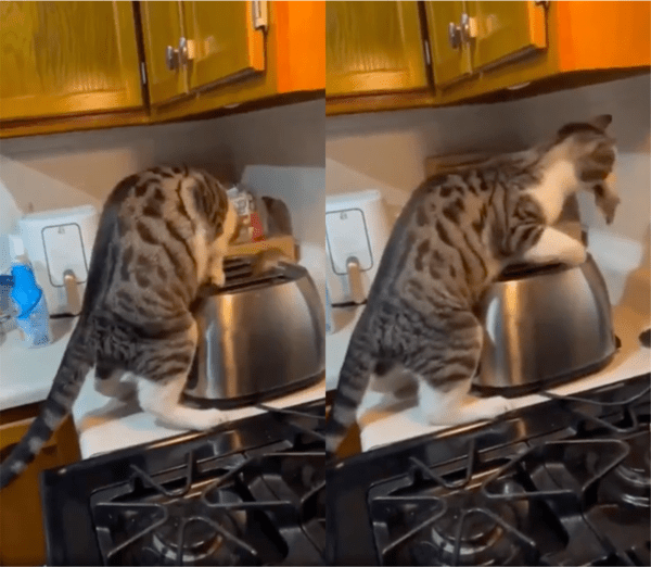 출처: Reddit / 고양이가 찾아 헤멘 건 빵이 아니라..