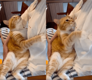 치즈 고양이가 집사에게 애정을 표현하는 방법