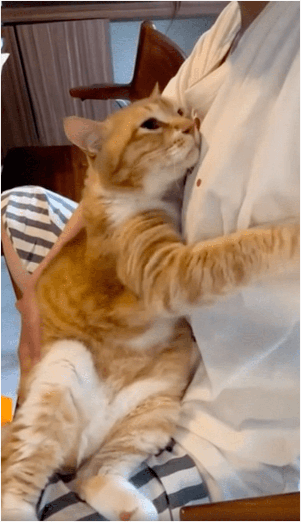 출처: Reddit / 주인에게 애교부리는 고양이