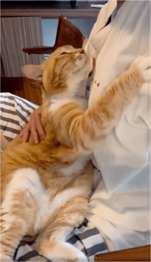 출처: Reddit / '더 쓰다듬어주라옹'