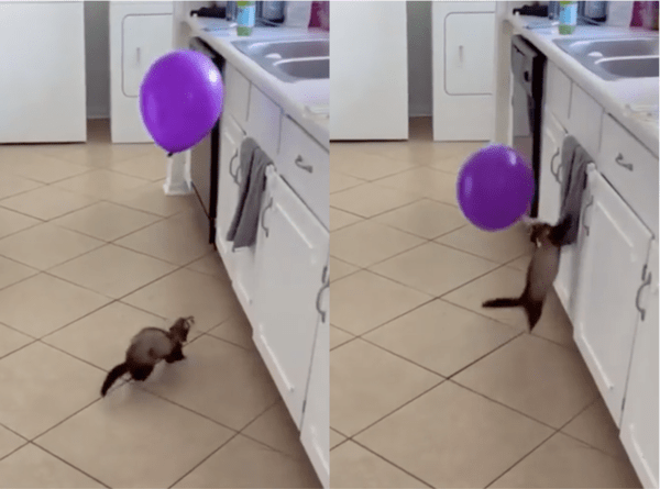 출처: Reddit / 잽싸게 달려가 풍선을 날리는 페럿