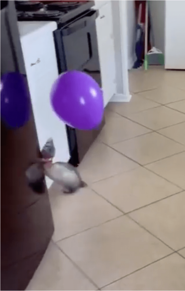 출처: Reddit / 온몸을 날렸지만 빗나간 점프