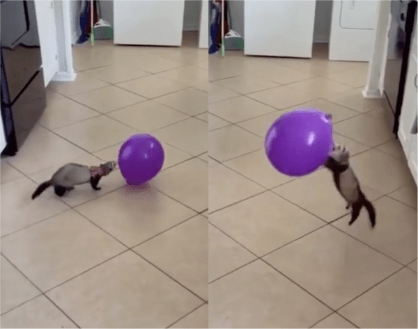 출처: Reddit / 풍선을 던지며 노는 페럿