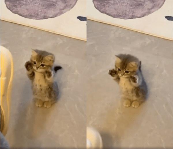 출처: Reddit / 앞발을 휘젓는 아기 고양이