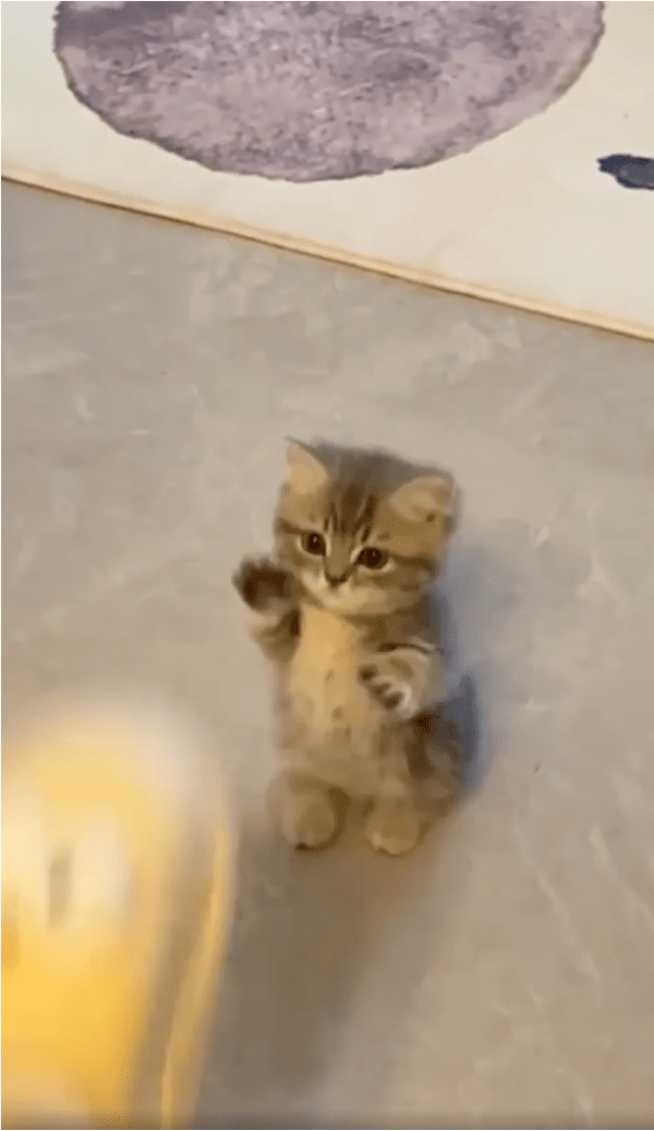 출처: Reddit / 주인의 현란한 발재간에 놀란 아기 고양이