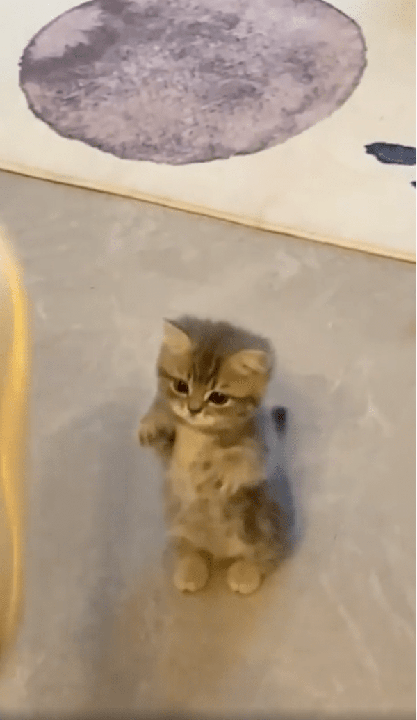 출처: Reddit / 발을 잡으려는 아기 고양이