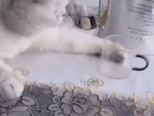 고양이가 불편한 심기를 드러내는 방법은