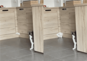 고양이 액체설을 증명하는 장면!?