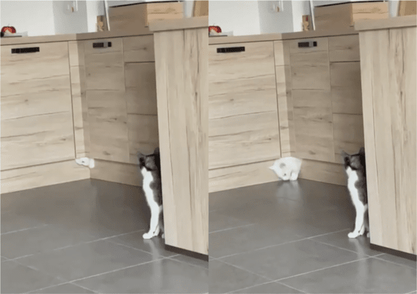 출처: Reddit / 고양이 액체설의 증명 현장