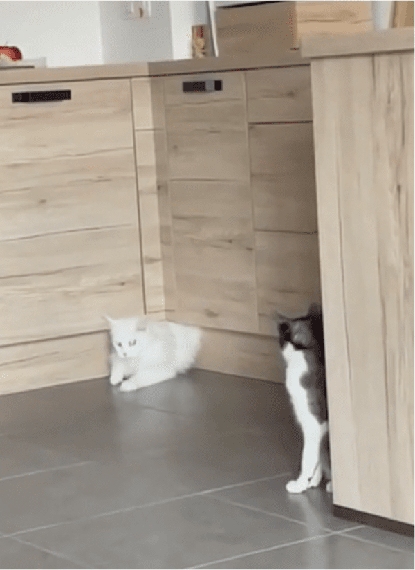 출처: Reddit / 몸을 물흐르듯 꺼내는 고양이