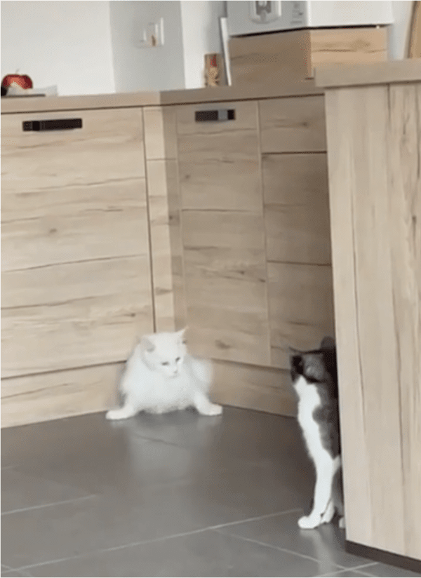 출처: Reddit / '저건 대체 정체가 뭐냥?'