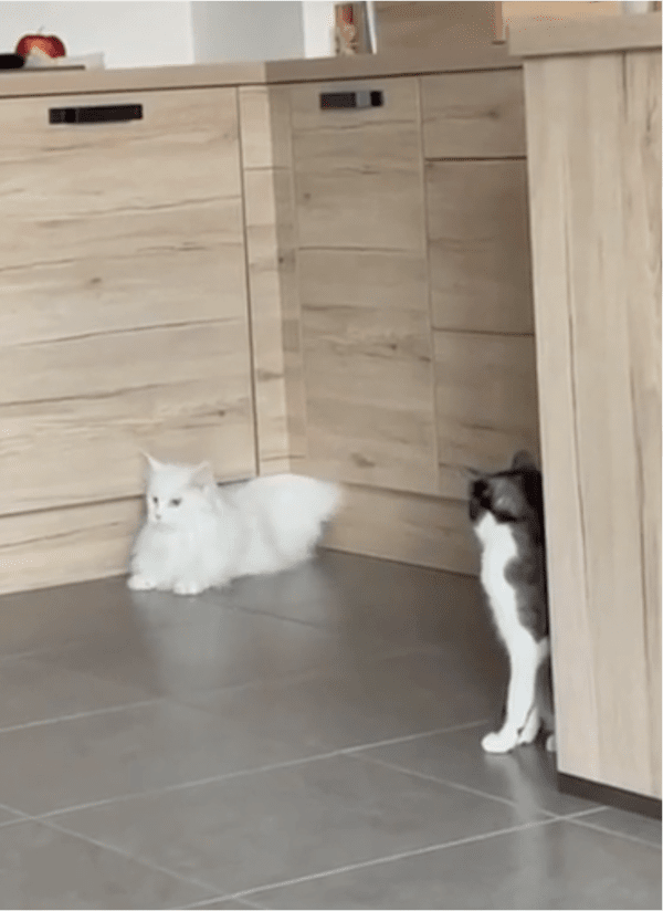 출처: Reddit / 몸 전체를 깔끔하게 빼낸 액체 고양이