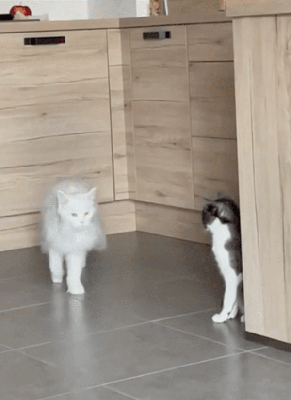 출처: Reddit / 그곳을 유유히 빠져나가는 고양이