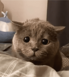 마사지기 처음 써본 고양이, 오묘한 표정