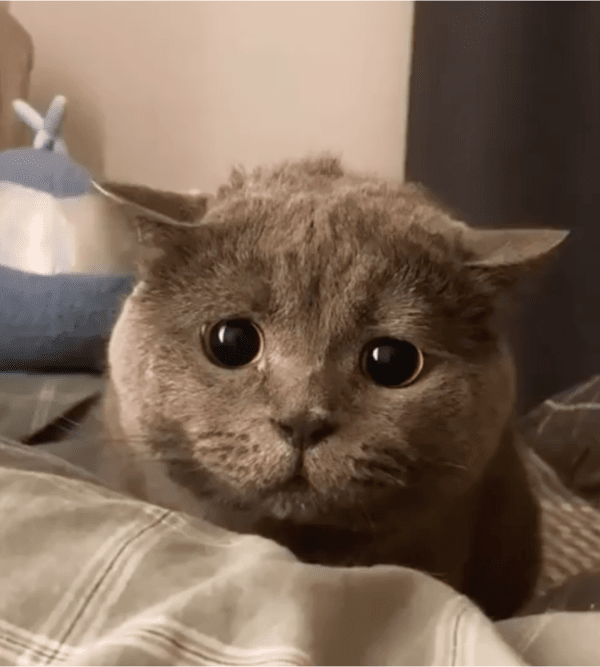 출처: Reddit / 속마음이 다 드러나는 고양이의 표정