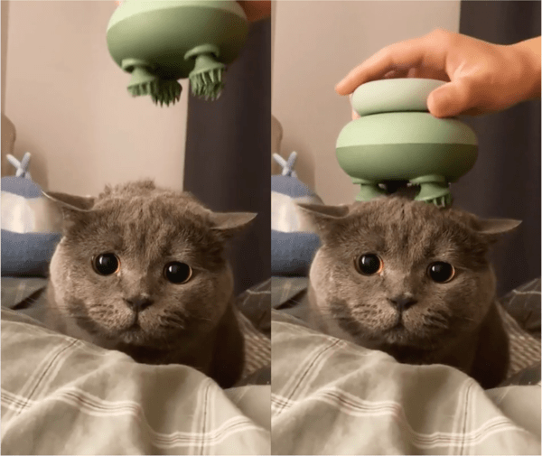 출처: Reddit / 고양이 마사지 해주는 주인