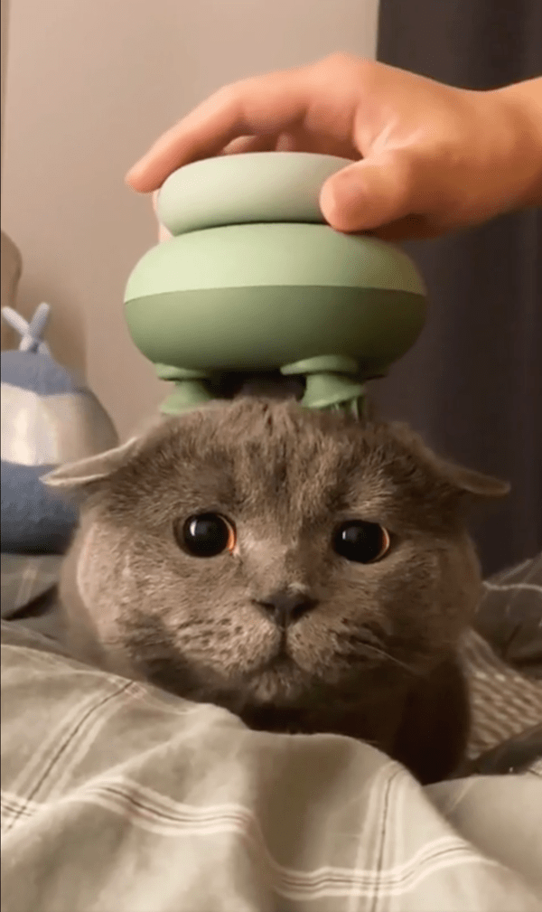 출처: Reddit / 마사지기가 조금은 두려운 고양이