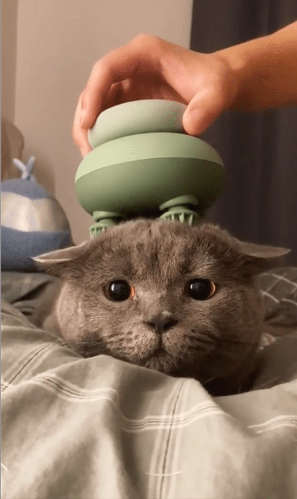 출처: Reddit / 좋은 건지 싫은 건지 모르겠는 고양이