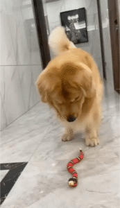 장난감 뱀을 보고 어찌할지 모르는 리트리버