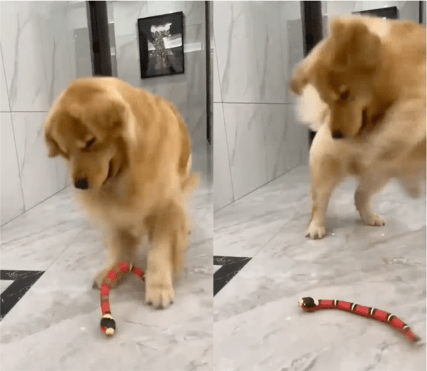 출처: Reddit / 발에 뱀이 닿자 깜짝 놀란 강아지