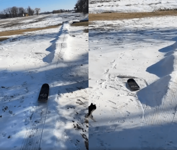 출처 : Reddit / 눈 위를 빠르게 지나가는 스노우보드를 따라가고 있는 고양이