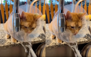 몸이 아픈 고양이의 물 마시는 획기적인 방법?